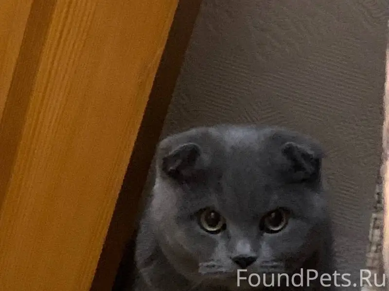 Здравствуйте, пропала кошка!!!...