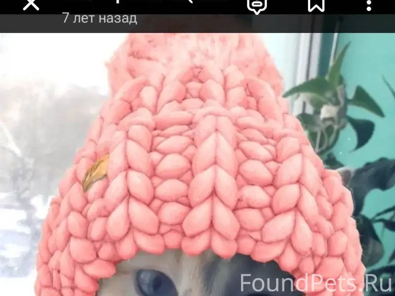 Пропала кошка,трёхцветная,глаз...
