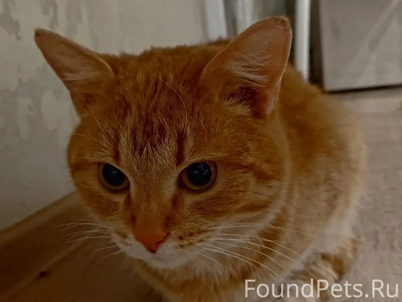 Найден рыжий кот с бритым боко...