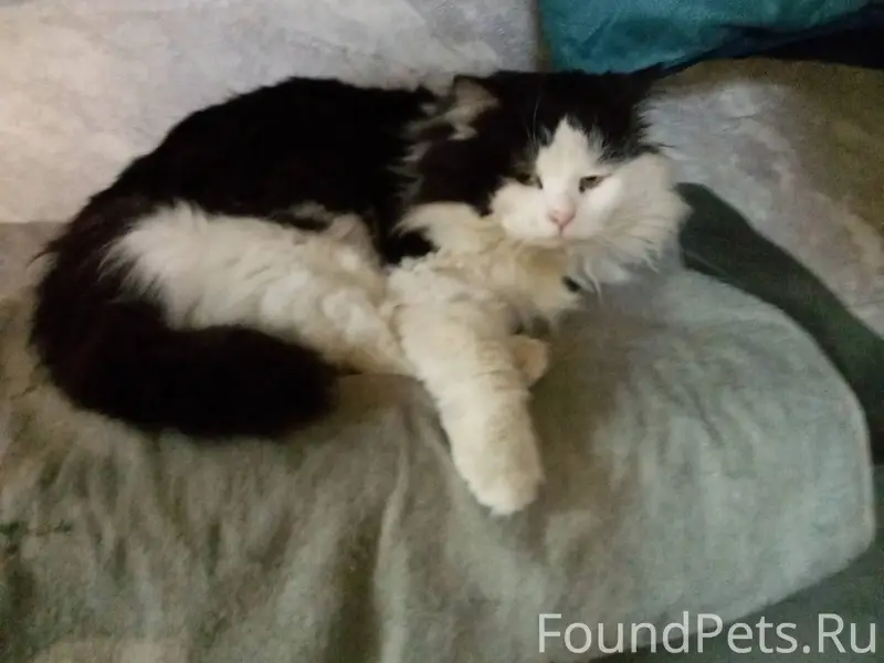 Найден кот