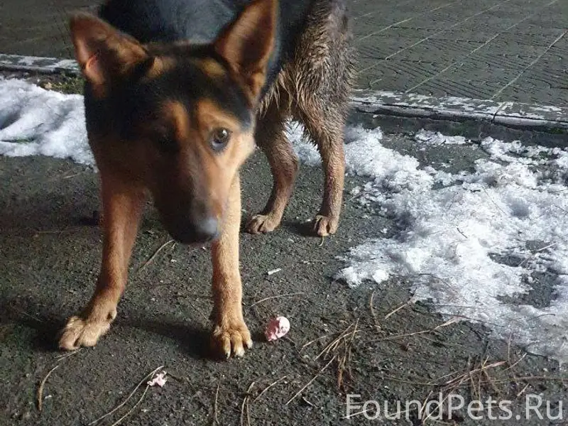 Найдена собака,г Симферополь,у...