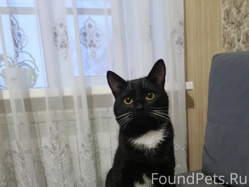 Пропал кот!!! Зовут Семён Кот ...