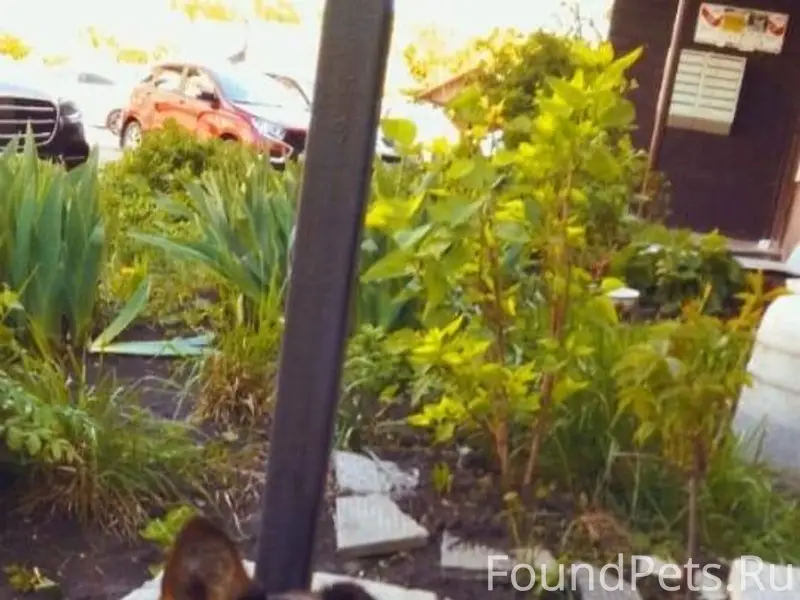 Пропал пёс с конца мая 2025...