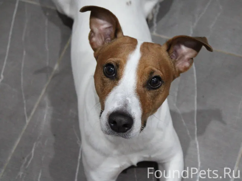 ❗️ПРОПАЛА СОБАКА❗️ Пропал пёс ...