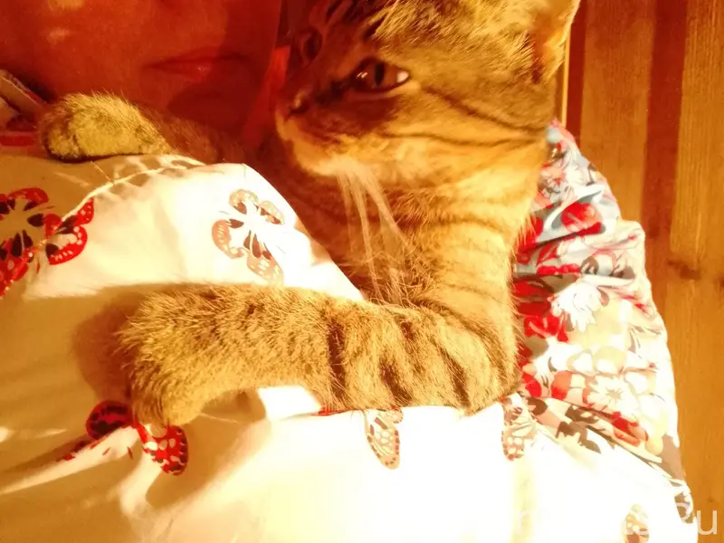 Добрый вечер. Найден кот в дер...