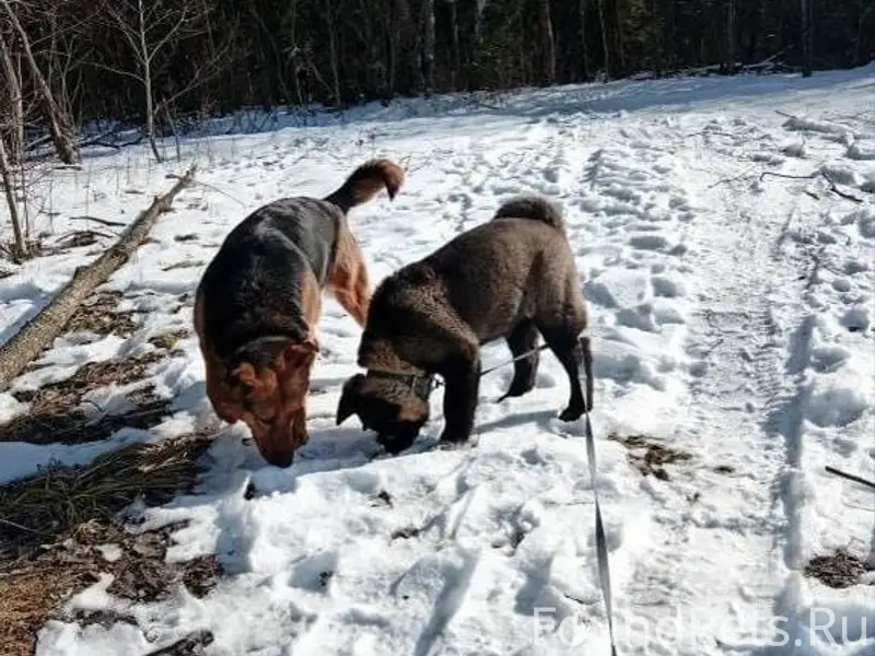 Потерялась собака в Московской...