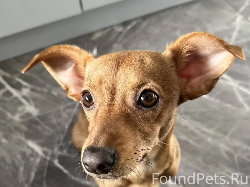 НАЙДЕНА СОБАКА. ДЕВОЧКА.