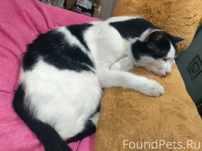 Пропал кот на улице Шутова, мо...