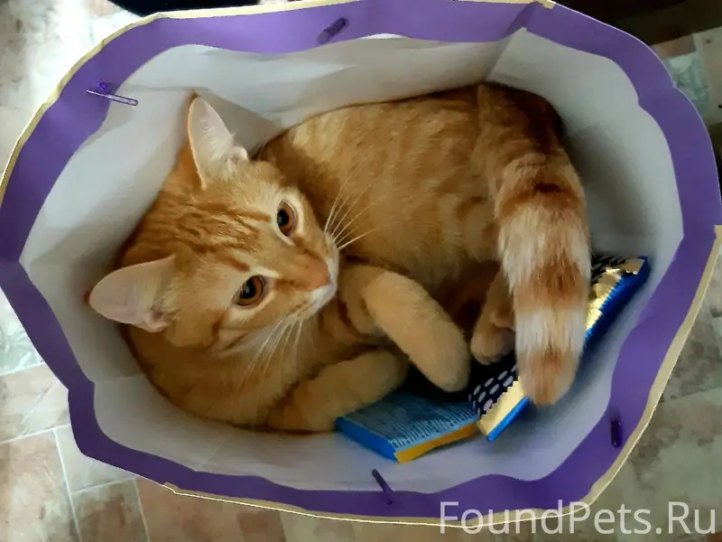 У меня пропал кот ,сосед вышел...