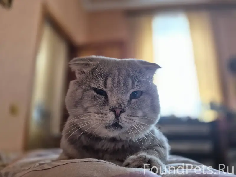 Пропал кот по кличке Марик, с....