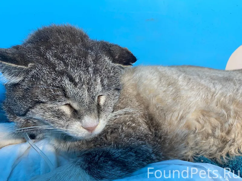 ПОМОГИТЕ ПОДАРИТЬ ШАНС НА ЖИЗН...