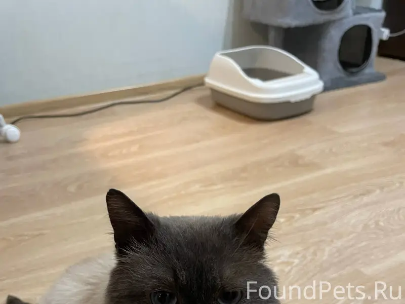 Срочно. Найден кот в подъезде,...