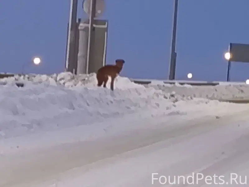 На Варваринском мосту брошена ...