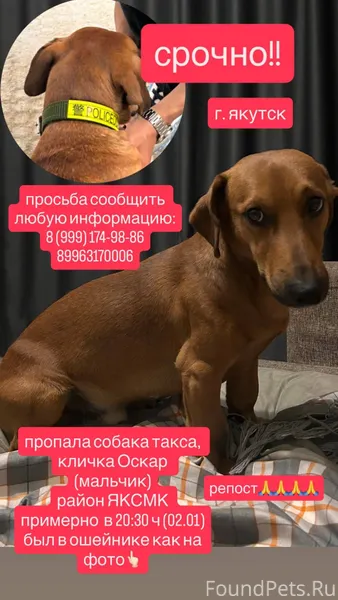 Пропала собака