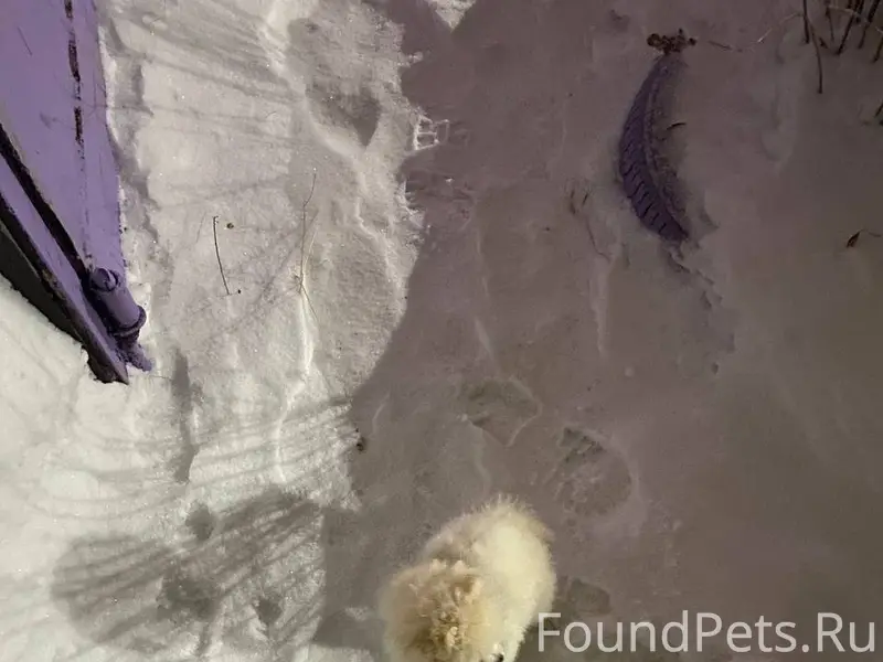 23.01 числа пропал щенок 6...