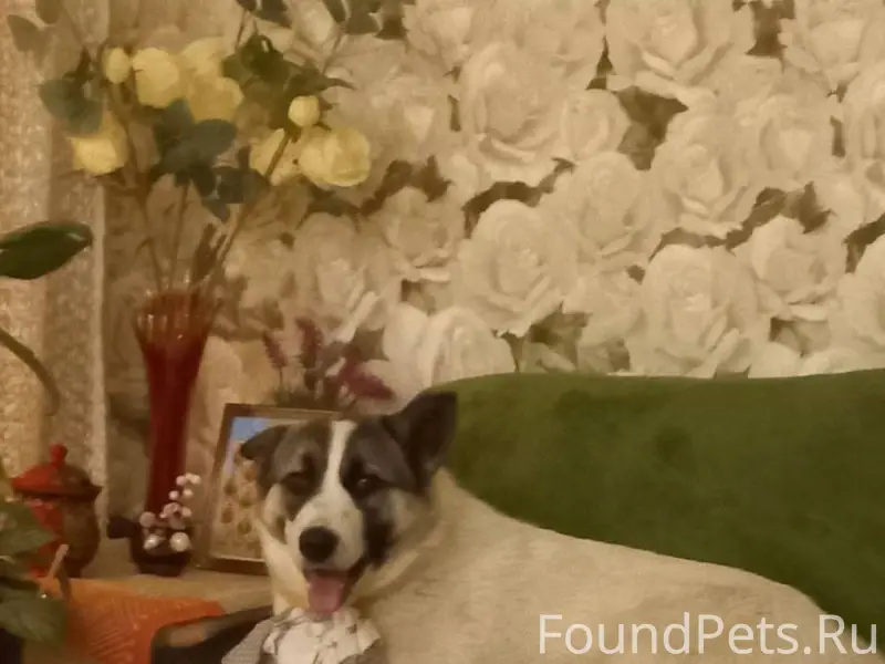 В поселке потерялась любимая с...