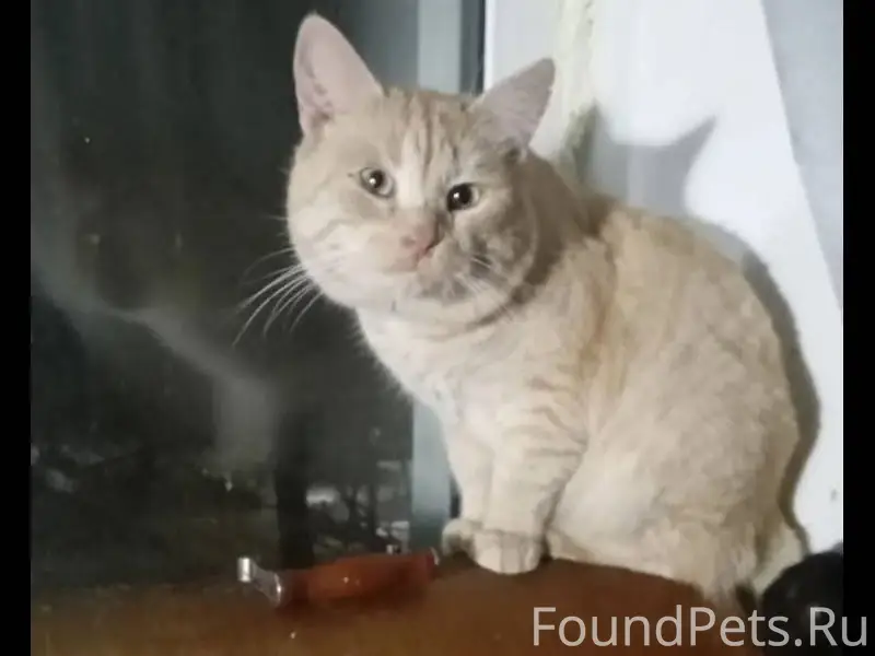 Пропал кот Рыжик,21 января.Бег...