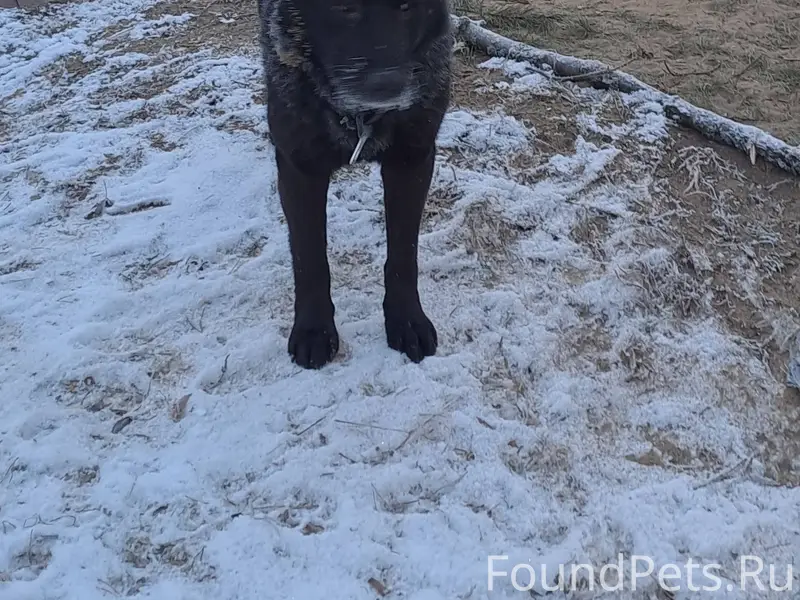 Кто потерял овчарку?В ошейнике...