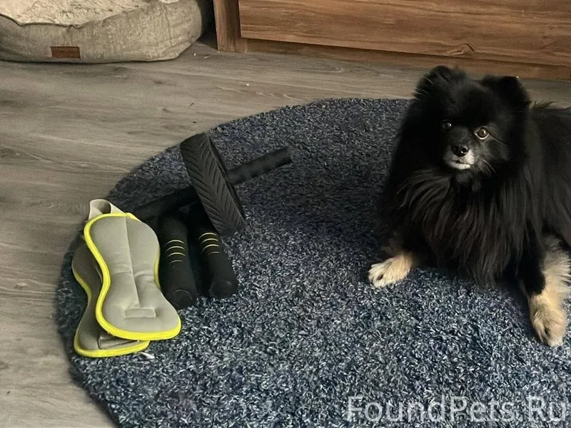 ПРОПАЛ ШПИЦ! ВОЗНАГРАЖДЕНИЕ — ...