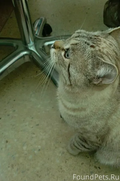 Потеряшка.Найден кот в районе ...