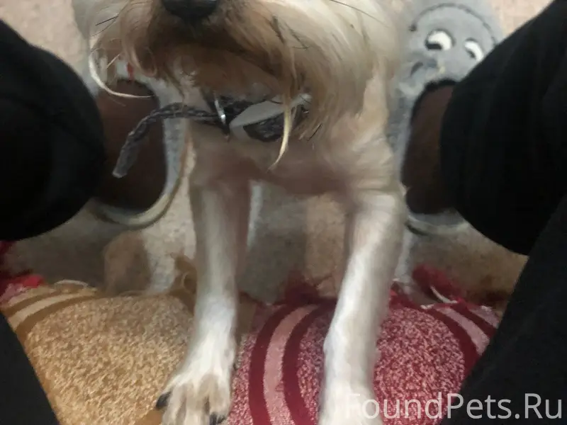 Мурманск. Кто потерял? https:/...