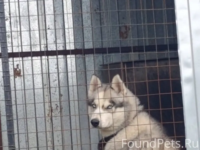 Пропала собака, в районе элева...