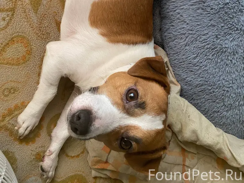 Потерялась собака ,если найдет...