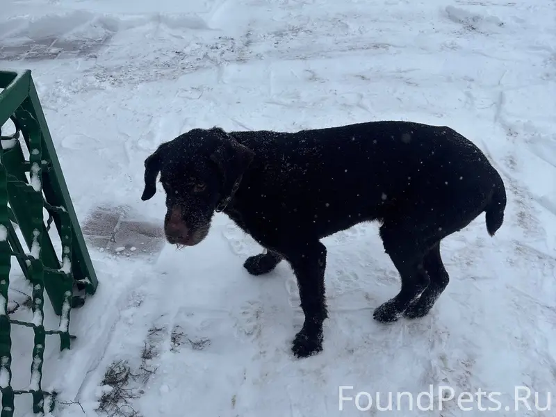 Добрый день. Кто потерял собак...