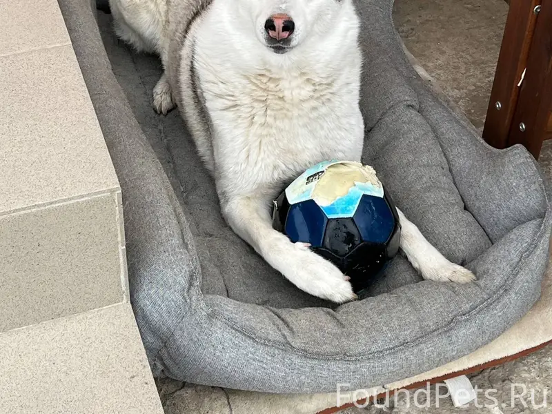 Пропала собака в районе ул.Бра...