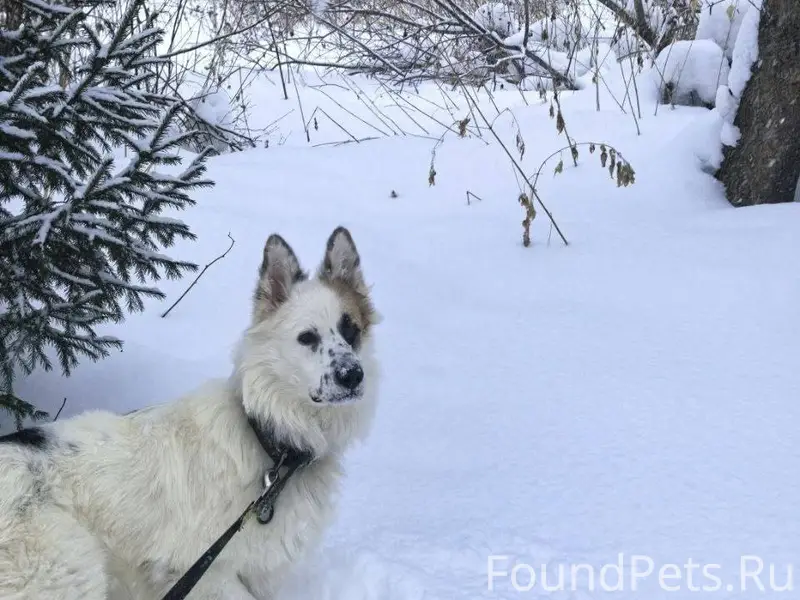 Пропал пёс по проспекту коммун...