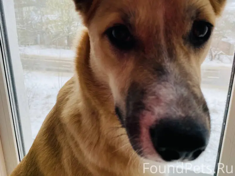 Убежал пес по кличке Тоби с...