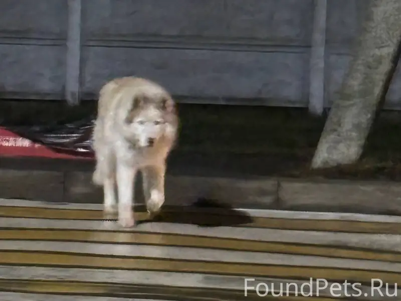 КТО ПОТЕРЯЛ?! В Советском р-не...