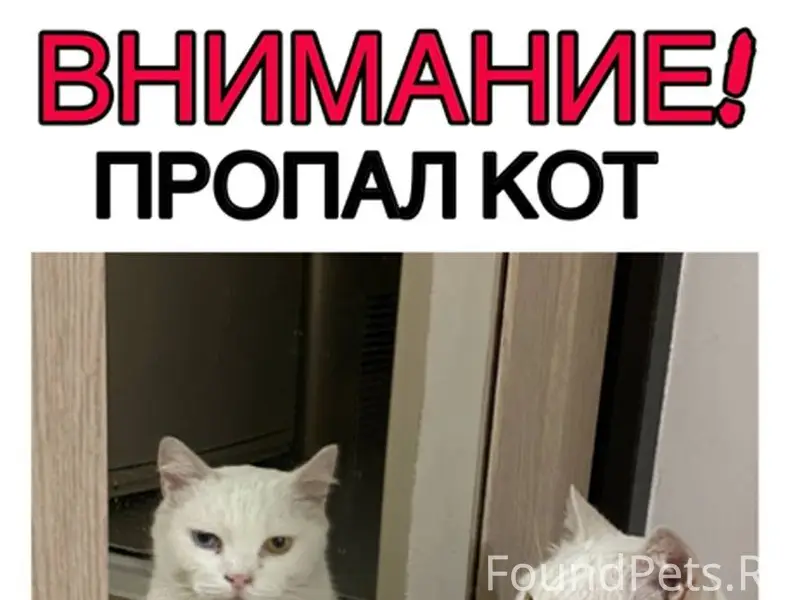 Внимание! Пропал кот в районе ...