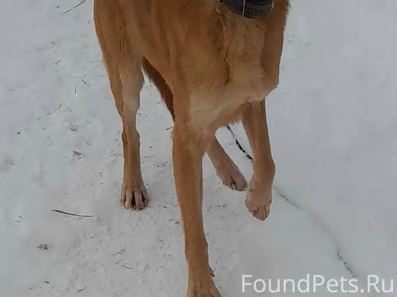 В д.Ирданово бегает собака с.....