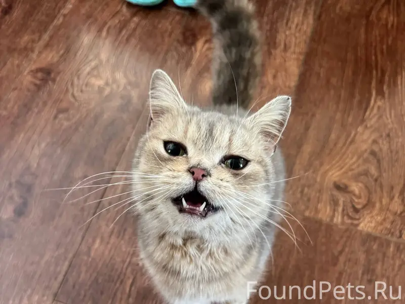 Найдена кошка или котик в райо...