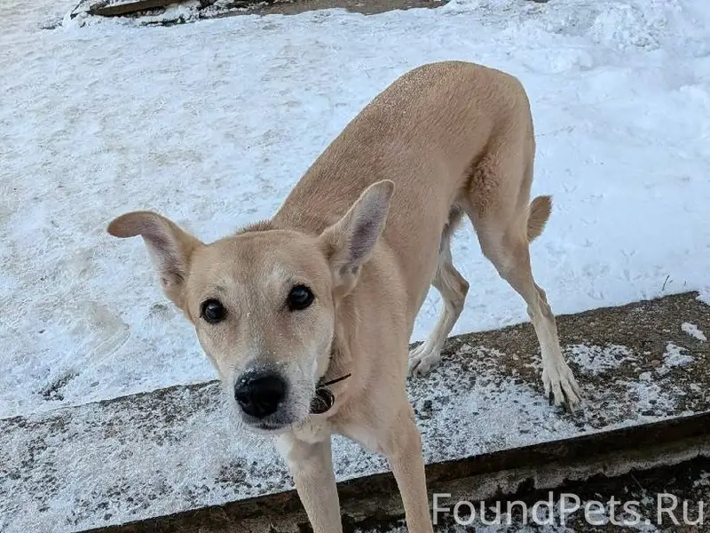 КТО ПОТЕРЯЛ СОБАКУ? Вокруг Пят...