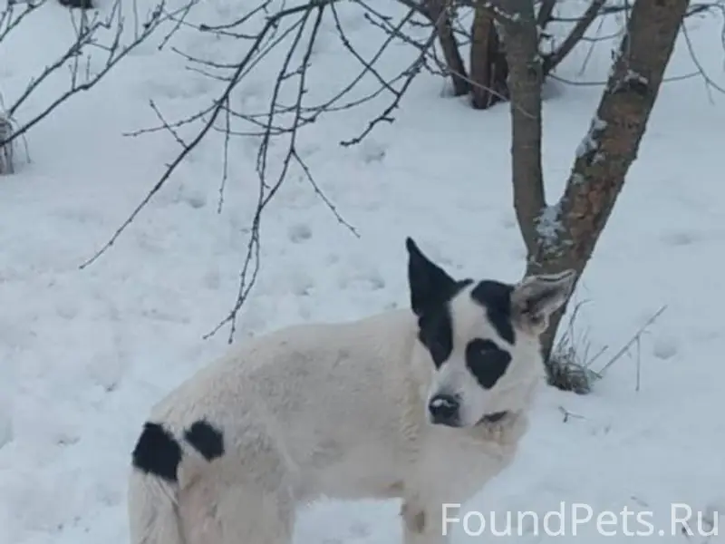 Подольск. Пропали собаки! В СН...