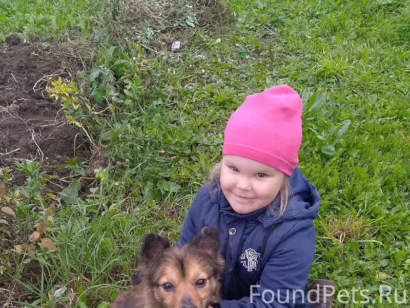 Пропал пёс, зовут Джек, в райо...