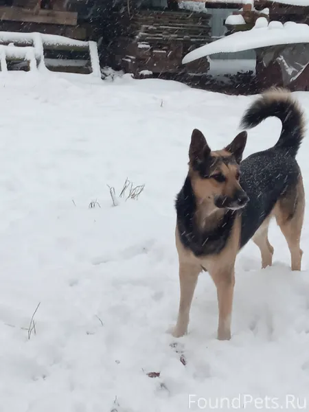 Убежал со двора частного дома