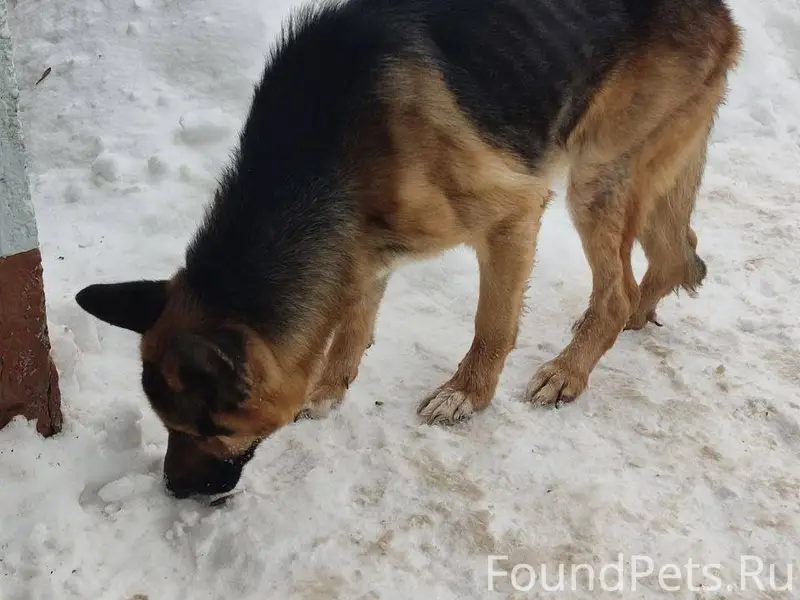 Найдена овчарка-кабель 20.01.2...