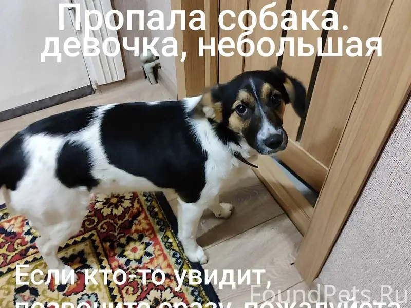 Пропала собака, пожалуйста есл...