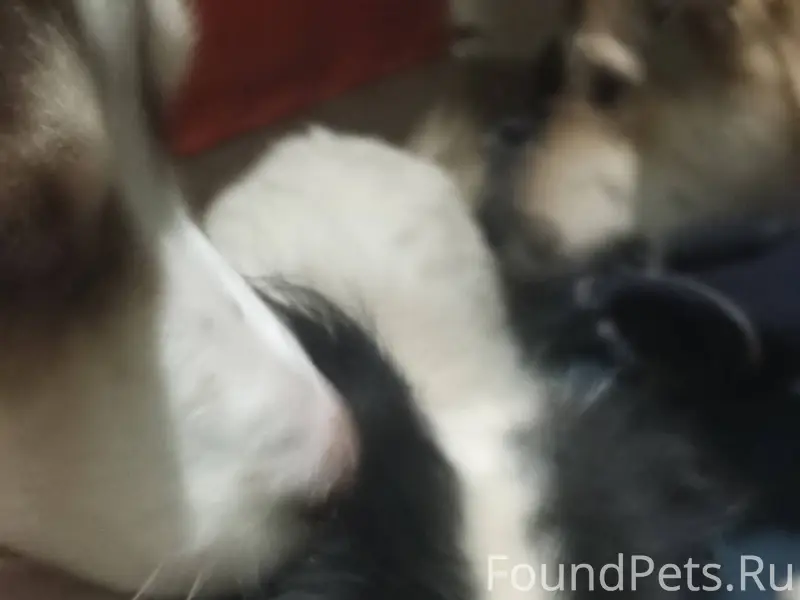 Найдена собака! Гулял один. С ...