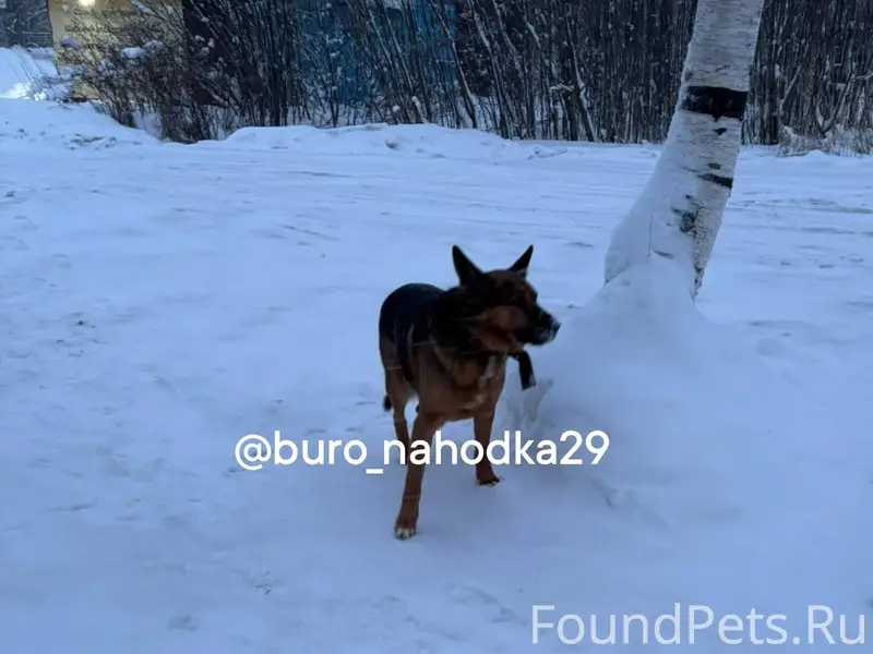 Сегодня утром в Маймаксе, заше...