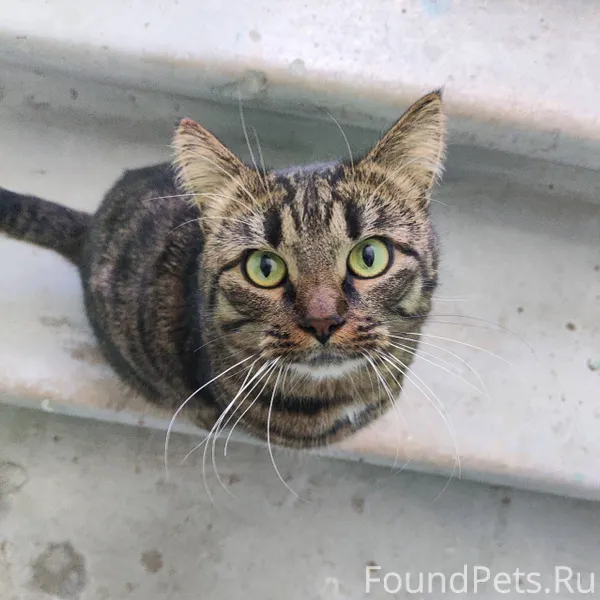 #Калуга Найден кот Малинники у...