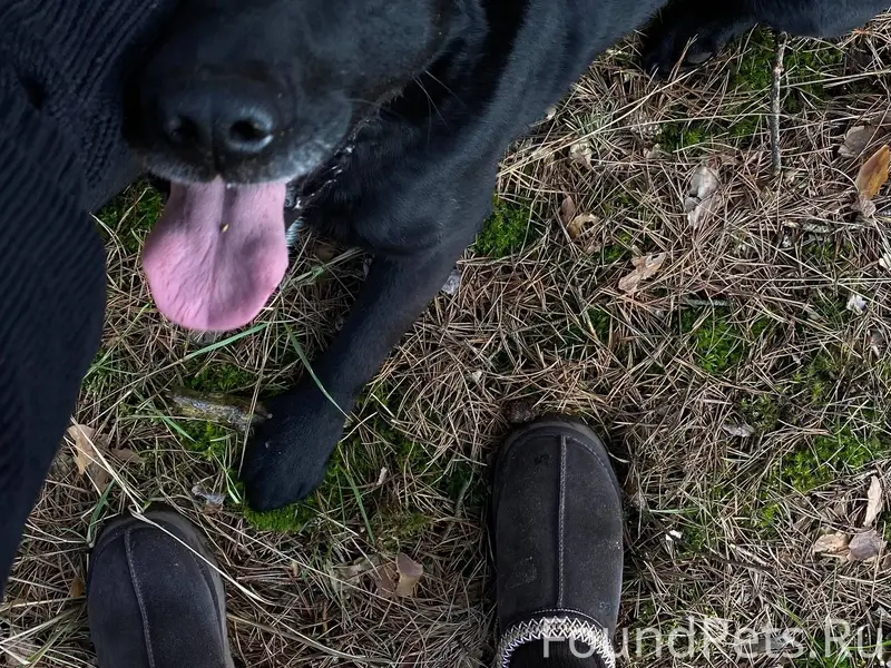 ❗️Пропала собака в районе д. З...