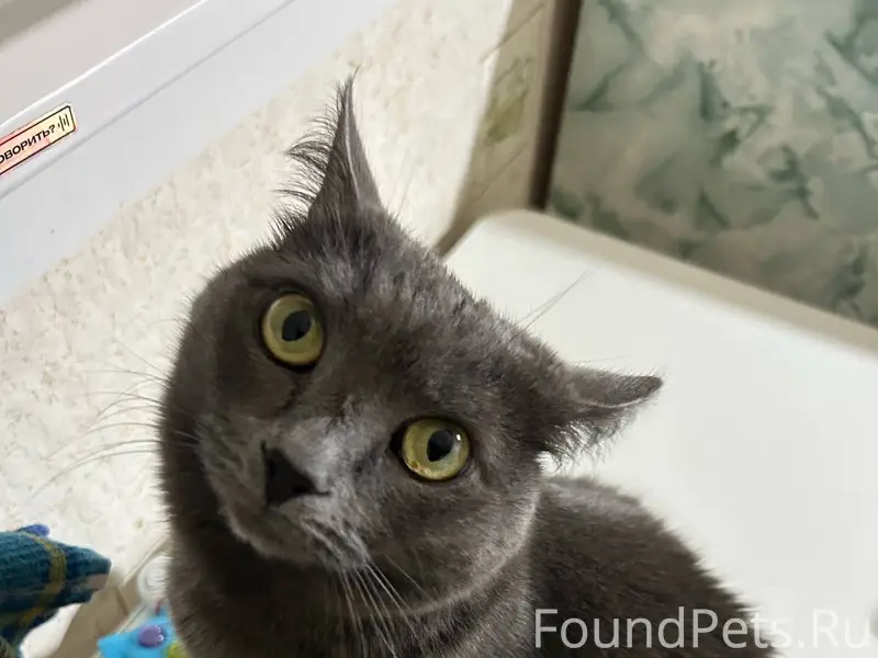 Добрый день! Пропал серый кот-...