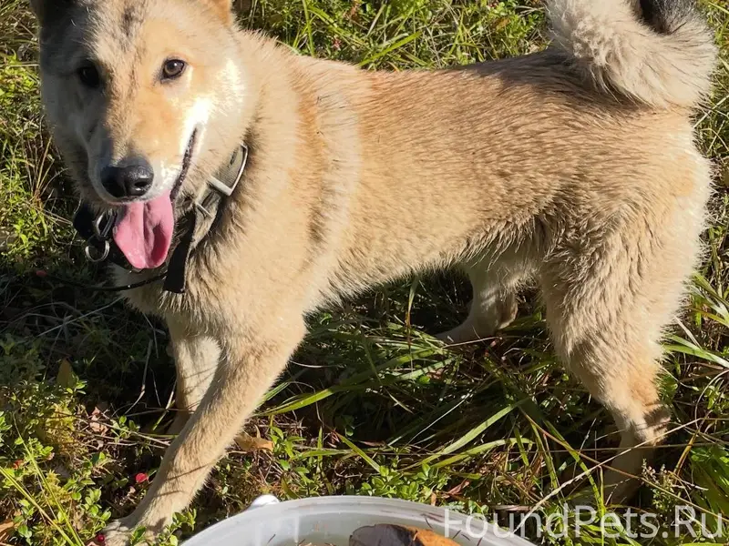 Пропала собака в районе Варкау...