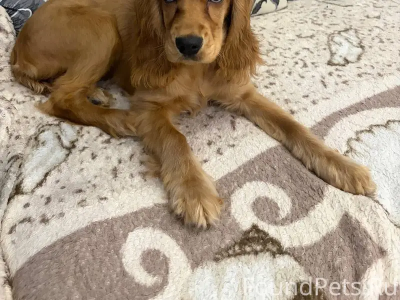 Найден щенок кокер спаниэля, д...