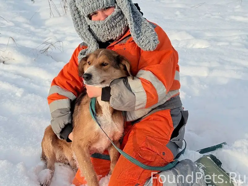 🆘Потерялась собака🆘 Убежала с ...