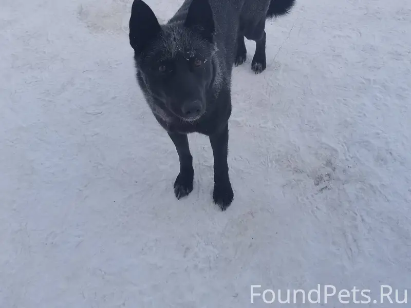 В районе ГАИ прибилась собака,...